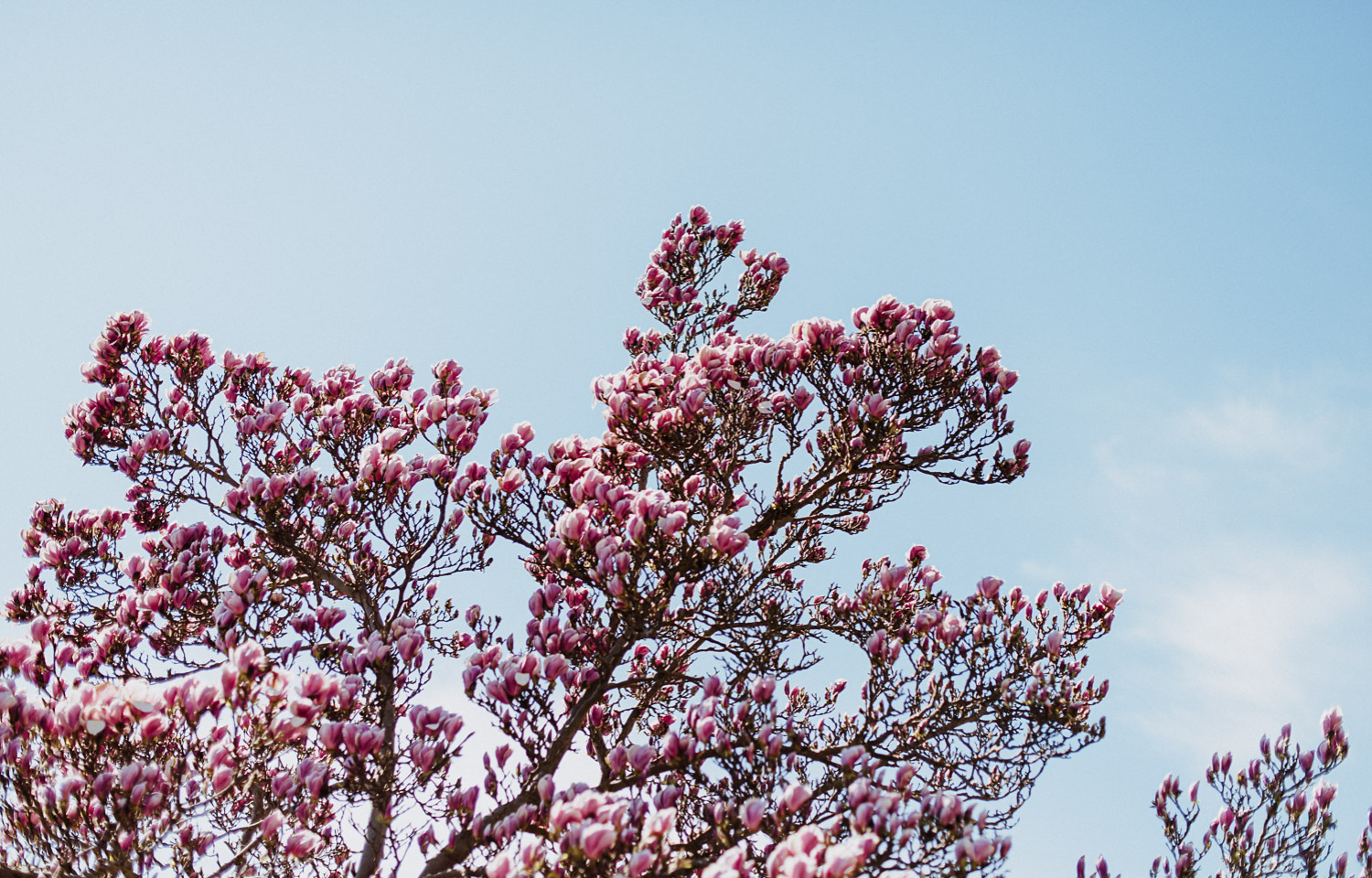 Blog_VV_Fruehling_17 - (C) Lichtmädchen Fotografie Nicki Schäfer